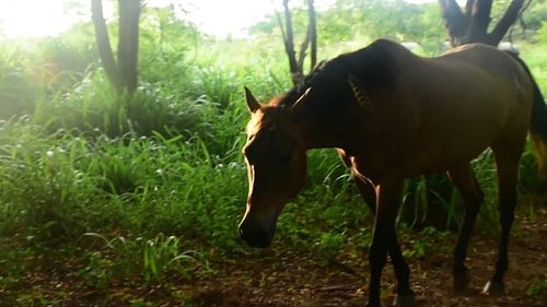 🐴🐶🌞 Watch full film, Restoring the 'Auwai, out now on YouTube. Link in bio. 

In Kaua'i, Hawai'i, Ka'imi restores 'auwai to l...