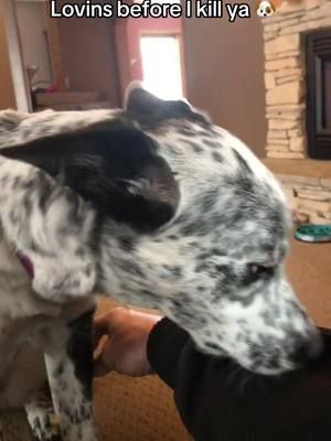 At least shes being nice, and master said so. #funny #dog