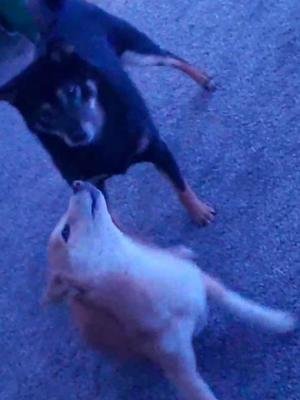 Its hard for me to catch Midna on camera #shiba #shibainu #shibadog #puppy #dogsoftiktok
