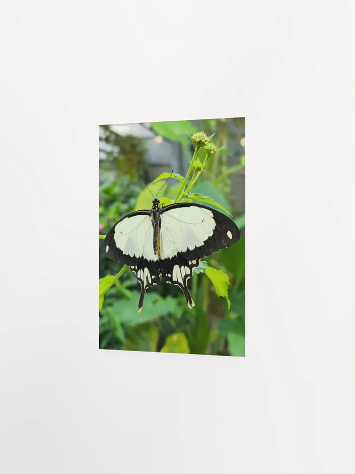 Mocker Swallowtail Tropical Butterfly Butterfly Poster 5x7" product image (2)