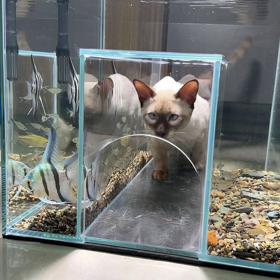 Internal Tunnel Cat Aquarium product image (1)