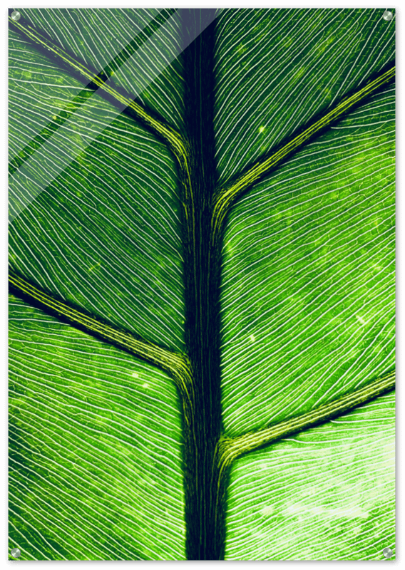 GREEN LEAF GLOSSY ACRYLIC PRINT product image (1)