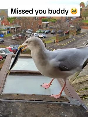 Back home to my gorgeous boy, don’t worry i always get a sitter when i’m away ❤️ #fyp #foryou #seagull #feedingsteven #bird