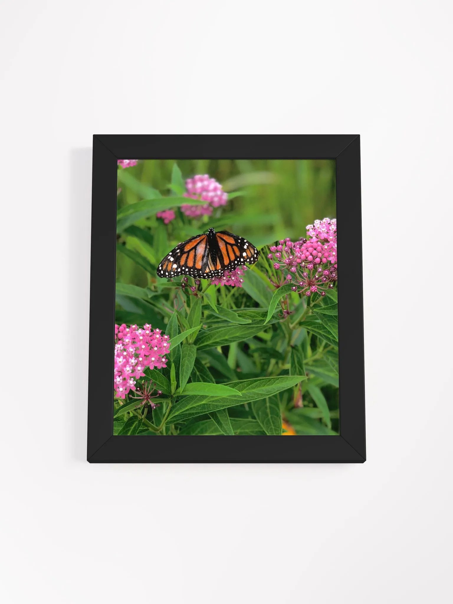 Monarch Butterfly High Quality Matte Poster product image (1)