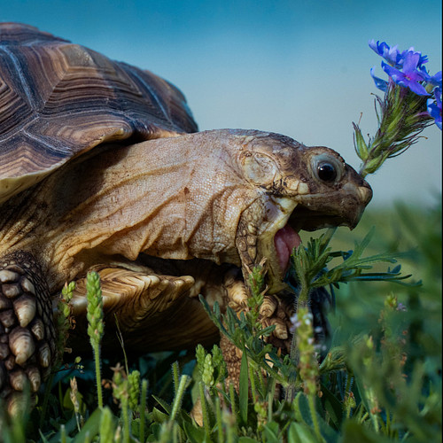 Push Pop never turns down a free meal🪻🐢

The Sulcata tortoise (or African spurred tortoise) is an herbivore. In their native ...