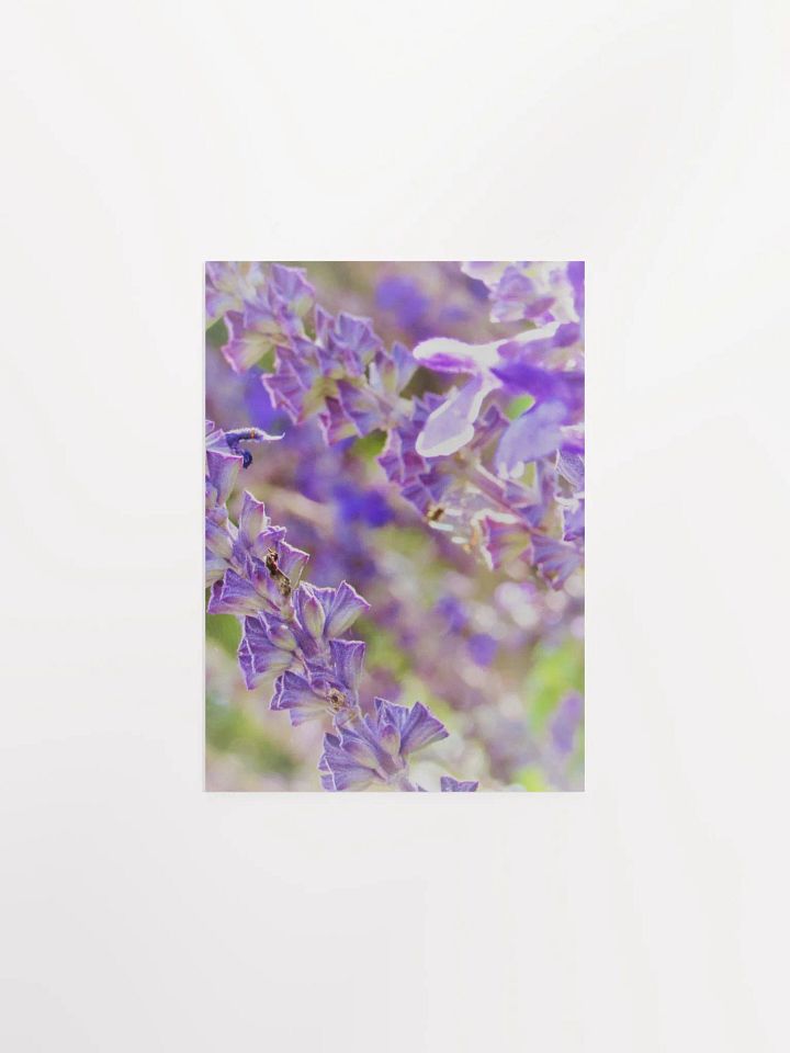 Wisteria product image (12)