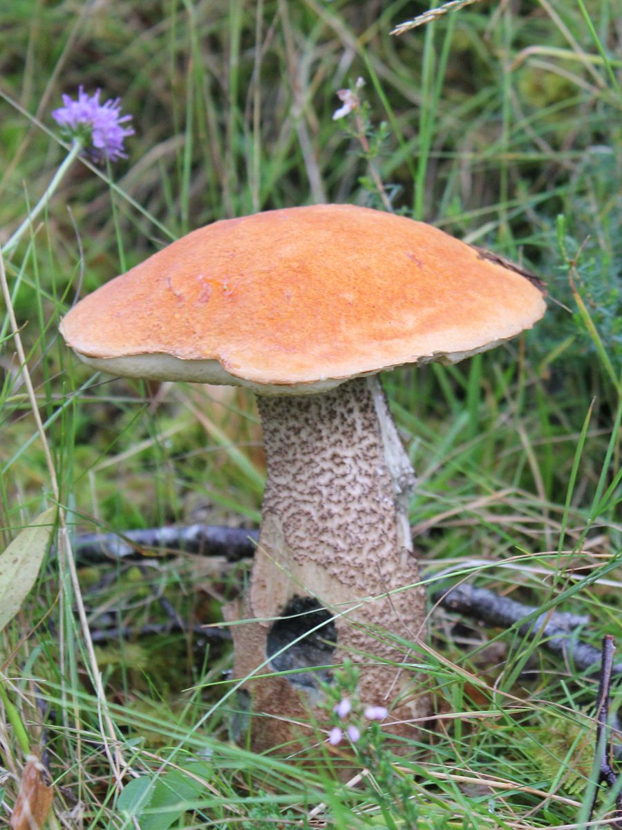 Fungi Image Collection product image (8)