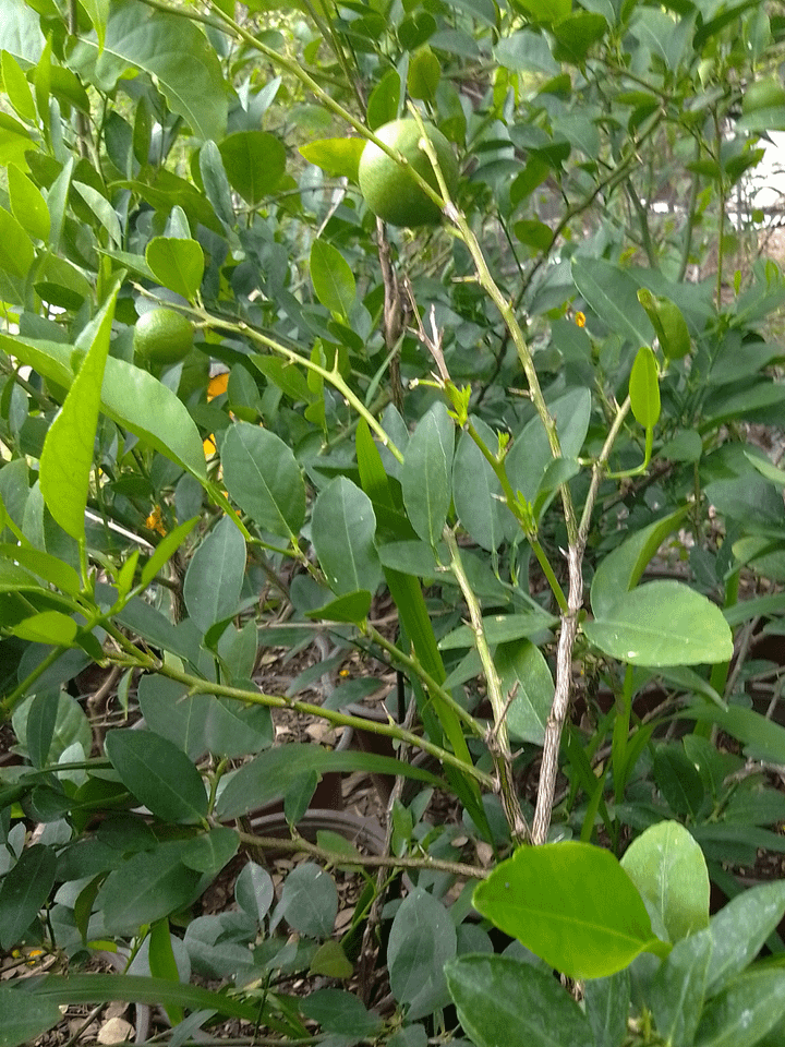 Lime Plant product image (1)