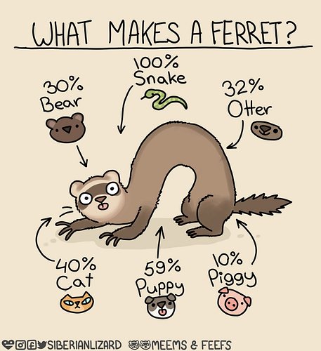 Noticed some of the ferrety classics being shared so here is a collection of my favs! 🥰
#ferrets