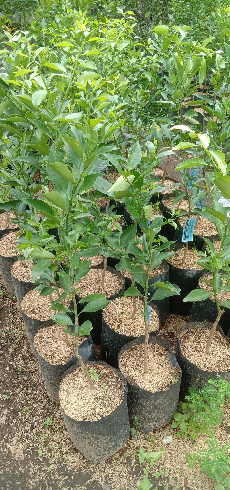 Tanaman buah jeruk siam madu