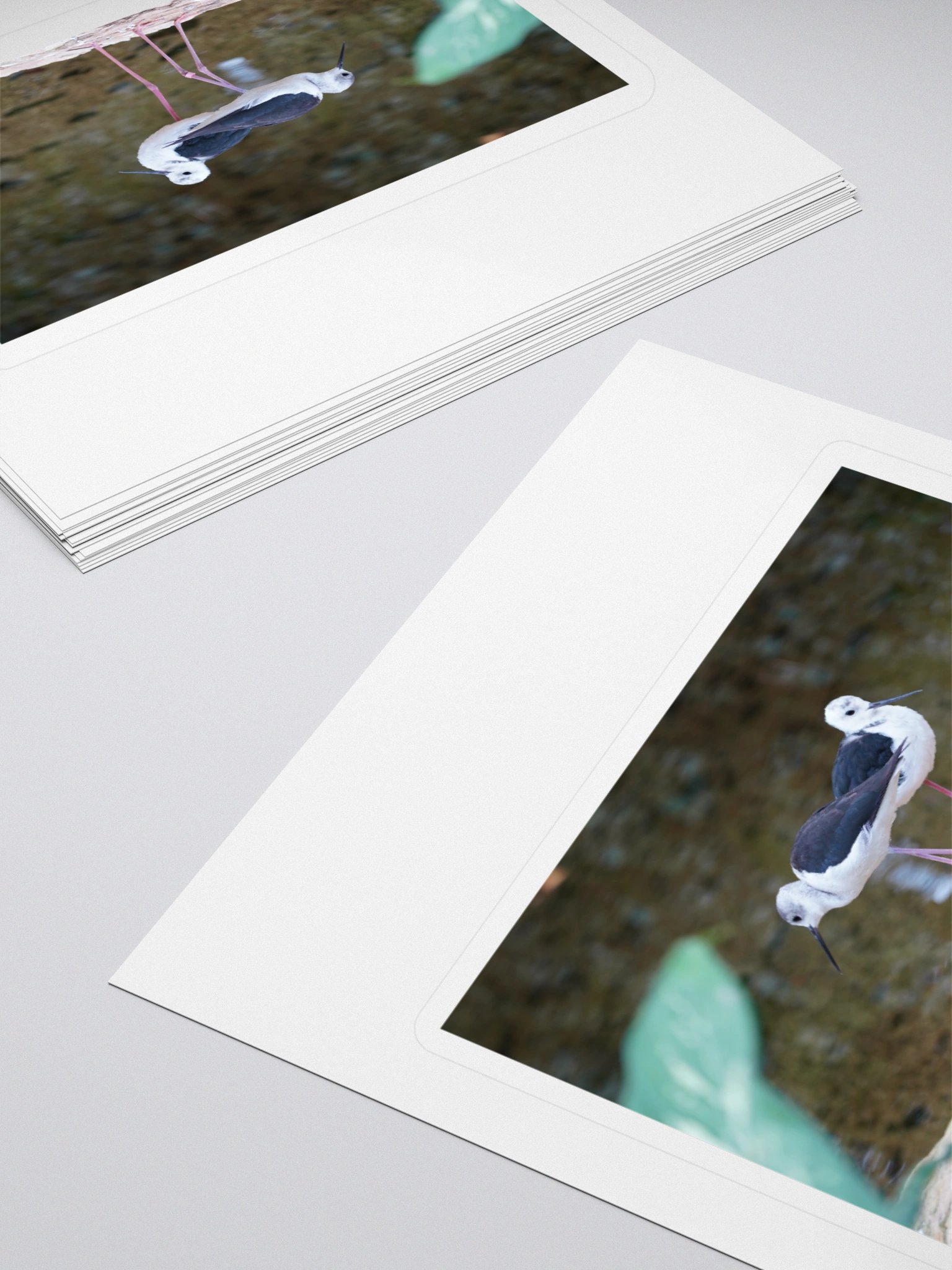 Stylish Black-Winged Stilts Stickers product image (4)