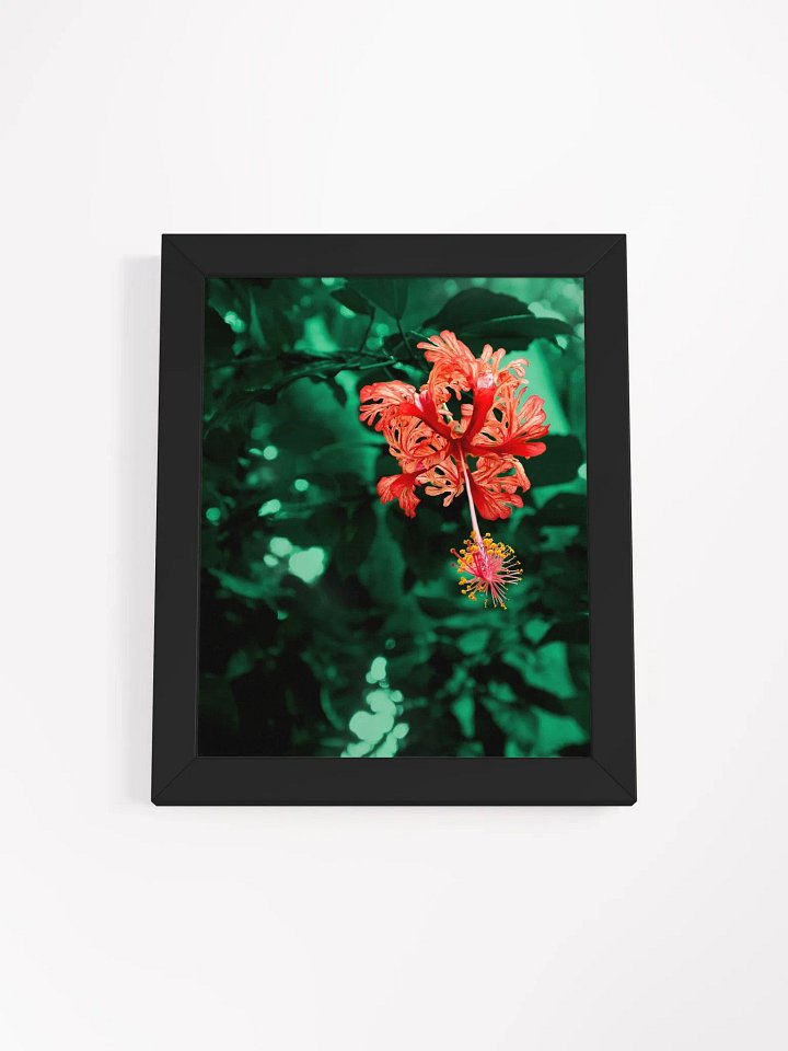 Hibiscus in the forest of Mata Atlântica - Framed art print product image (1)