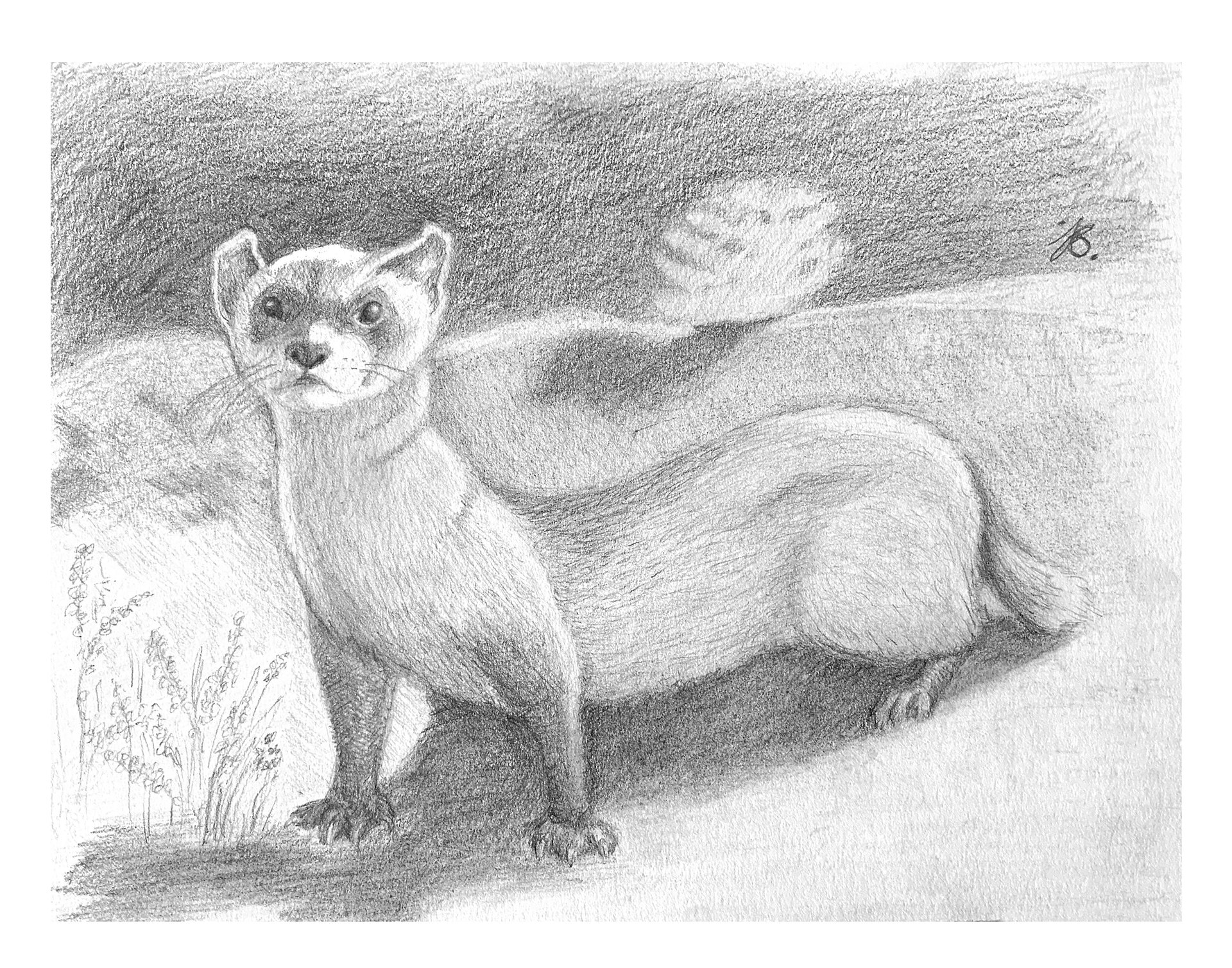Black-footed Ferret — Matte Poster product image (5)