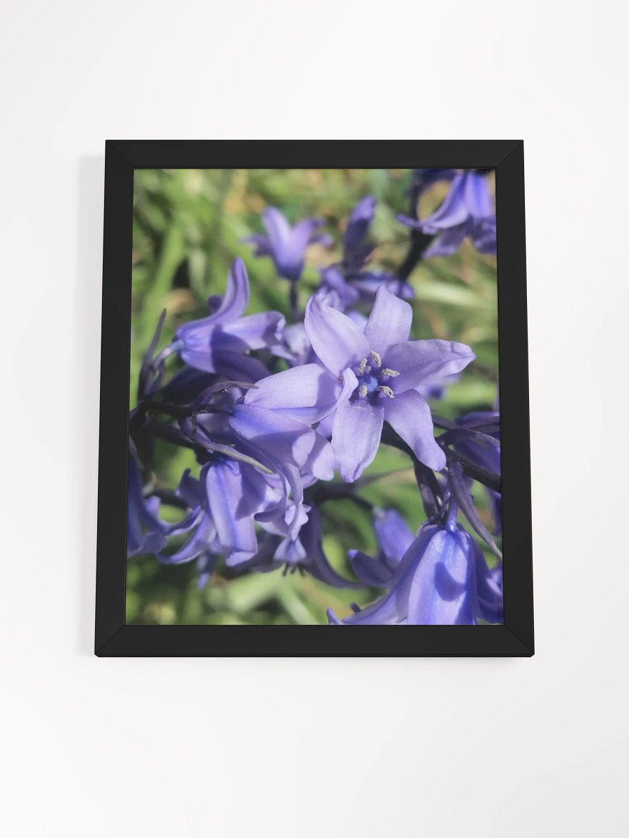Framed Bluebell Print, Floral Art, 11x14