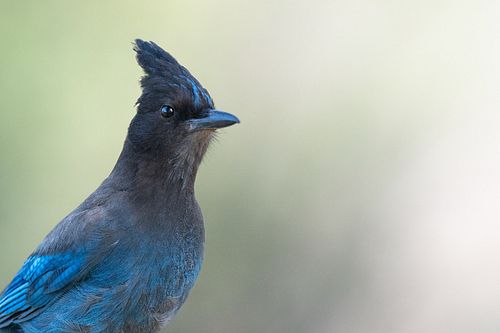 •Steller’s Jay•
*
*
This is one of my favorite birds in North America and I finally got a good photo of one on my Oregon road...