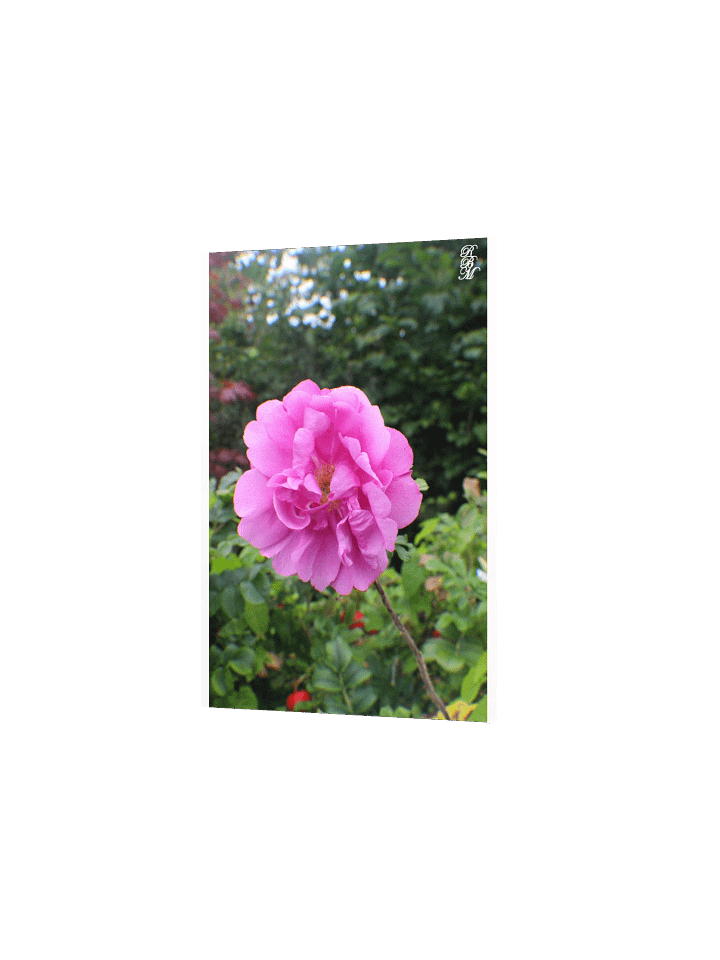 A Single Pink Flower product image (8)