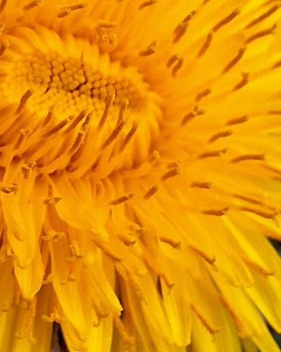 Some things bloom loud, even when no one’s looking.