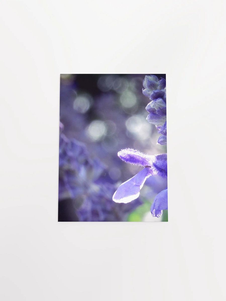 Wisteria 5 product image (50)