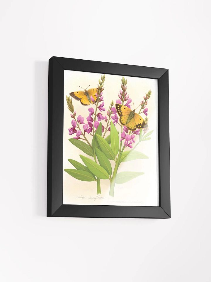 Orange Sulphur Butterflies product image (18)