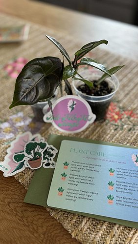 Purchased some cuties from @intomandmsjungle 🌱

Check out the unboxing! Adorable and secure packaging! 🌼

Thanks for the new ...