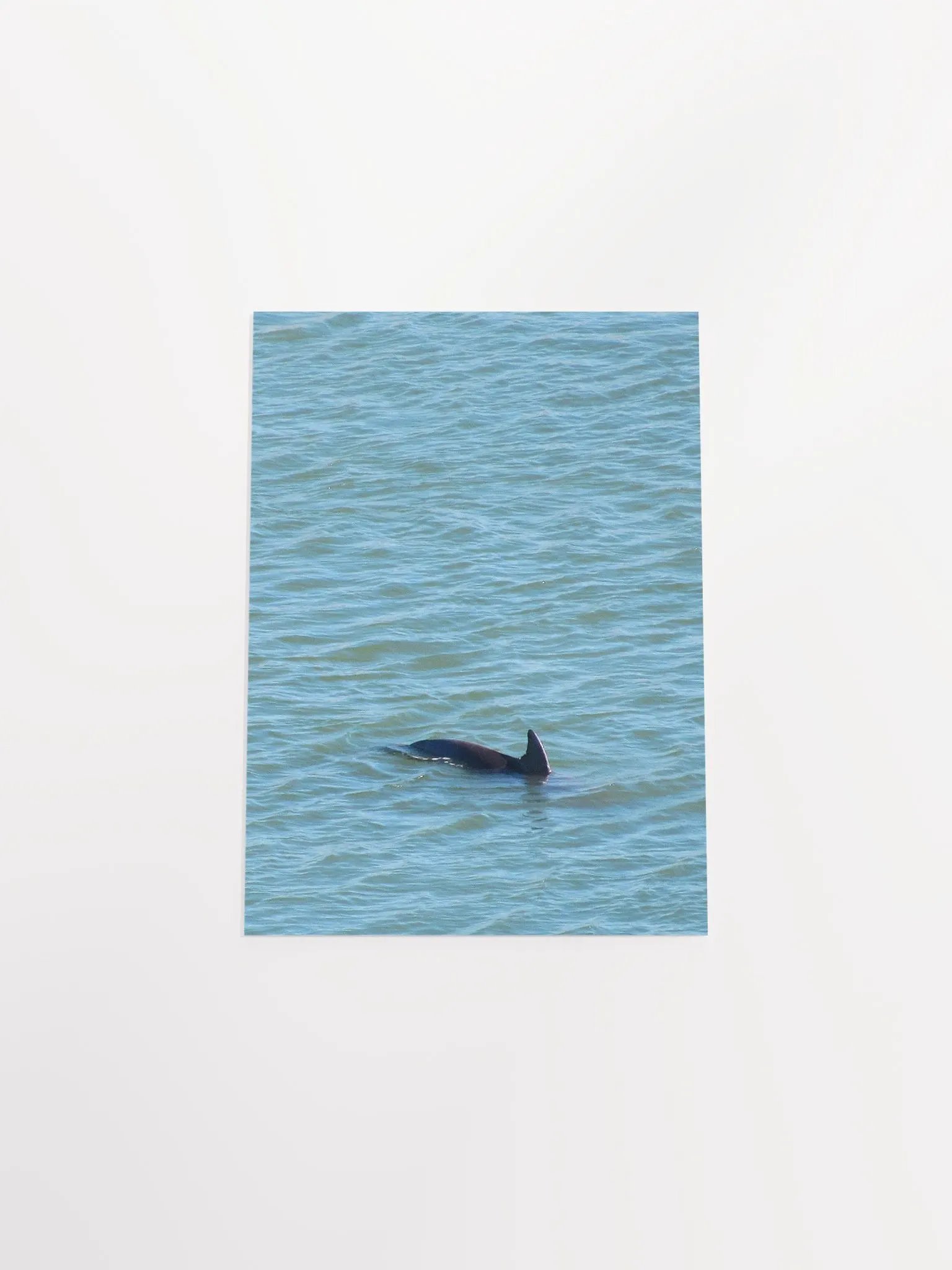 Dolphin Pop-up product image (47)