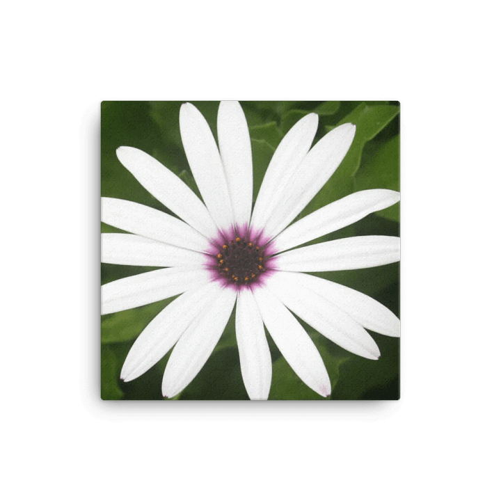 Daisy on Canvas product image (1)