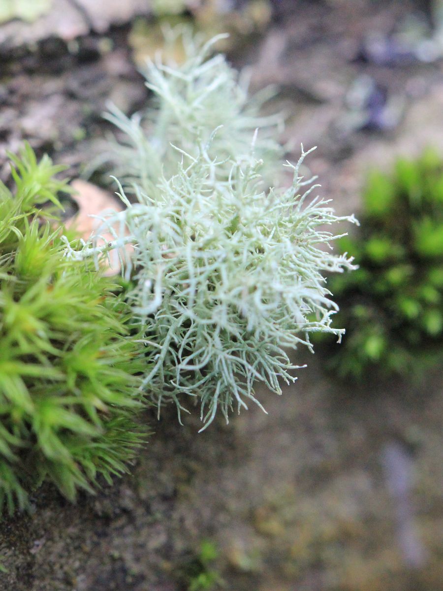 Lichen Image Collection product image (5)