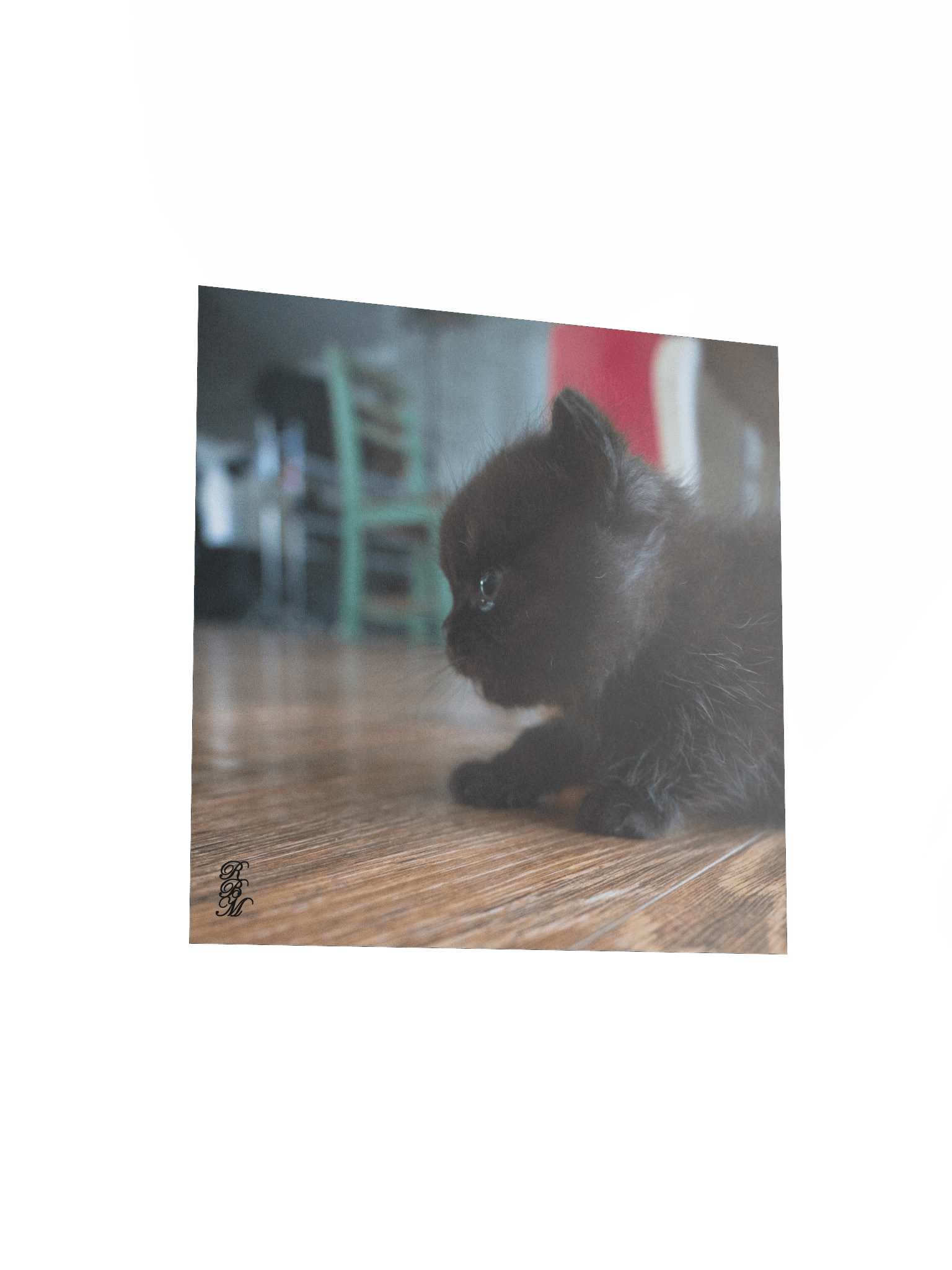 Black Kitten Up Close product image (11)