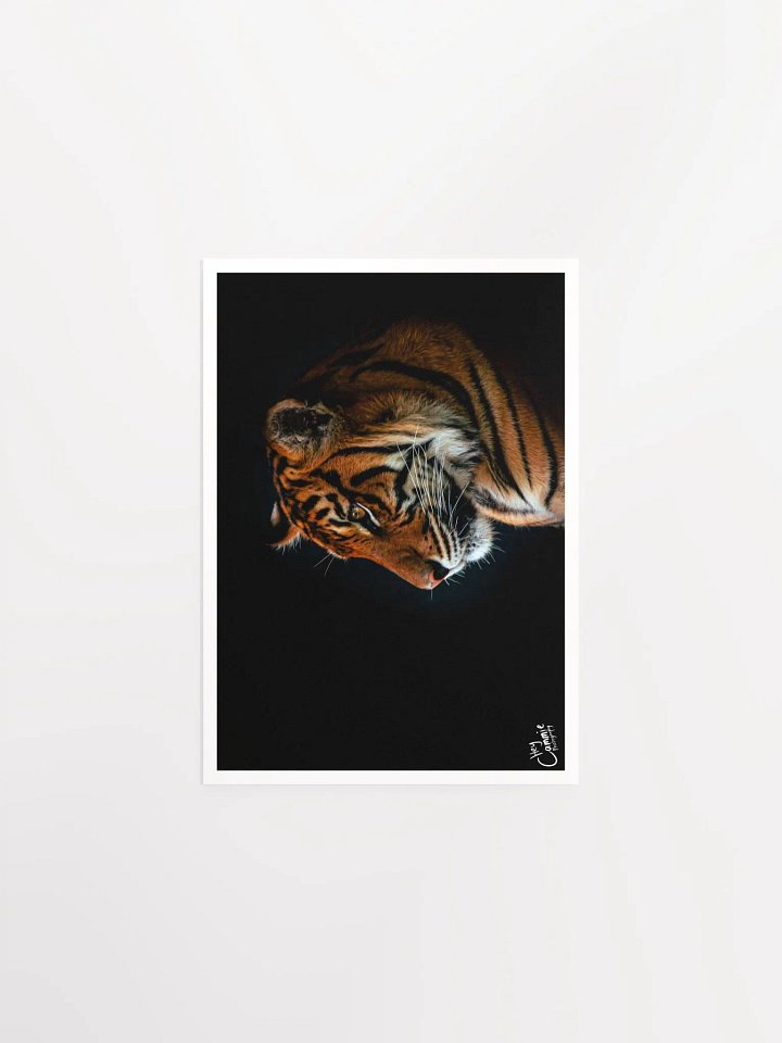 A Tigers Portrait - Print product image (1)