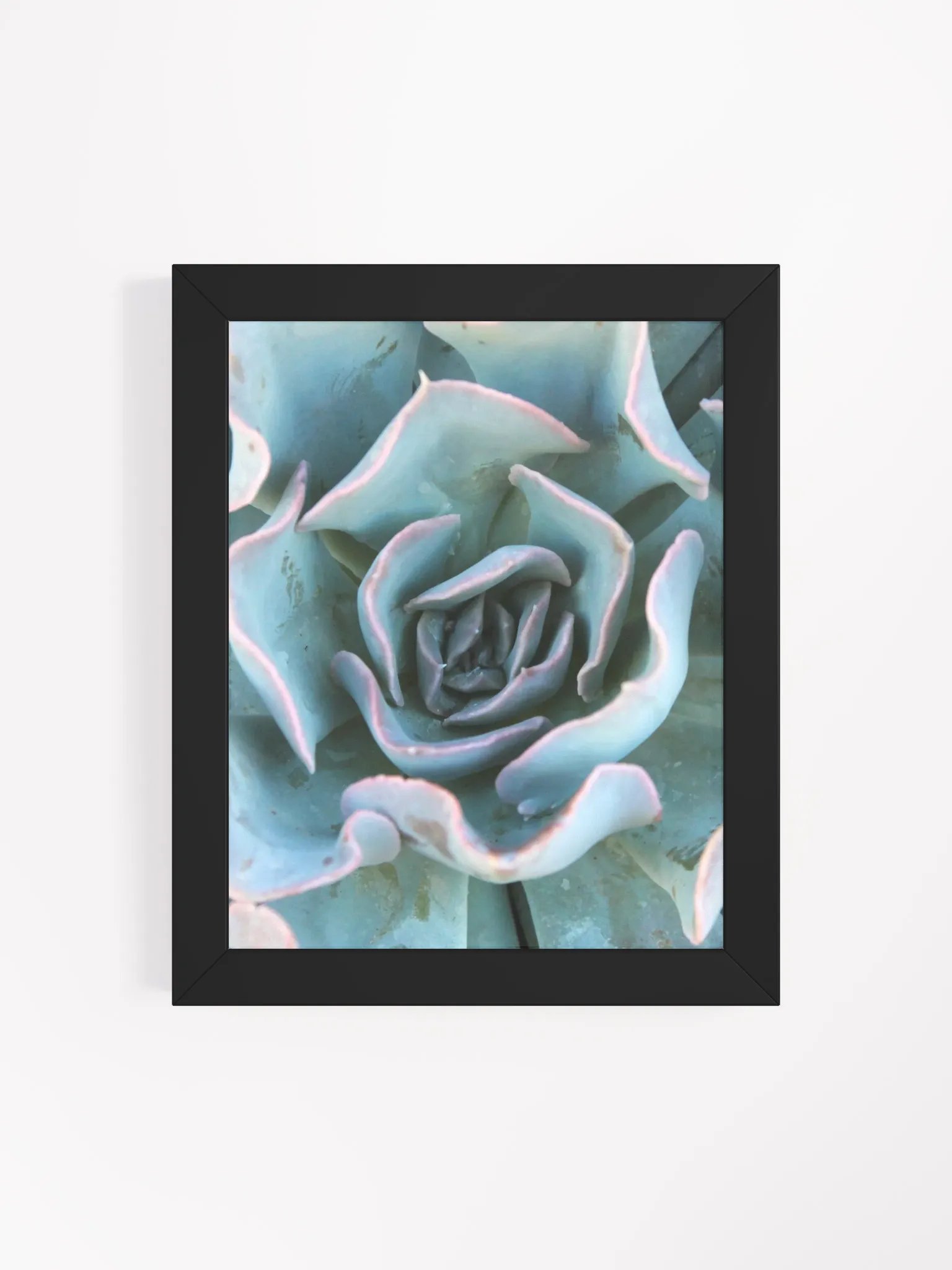 Cabbage Succulent Framed Print product image (8)