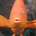 HmmFish