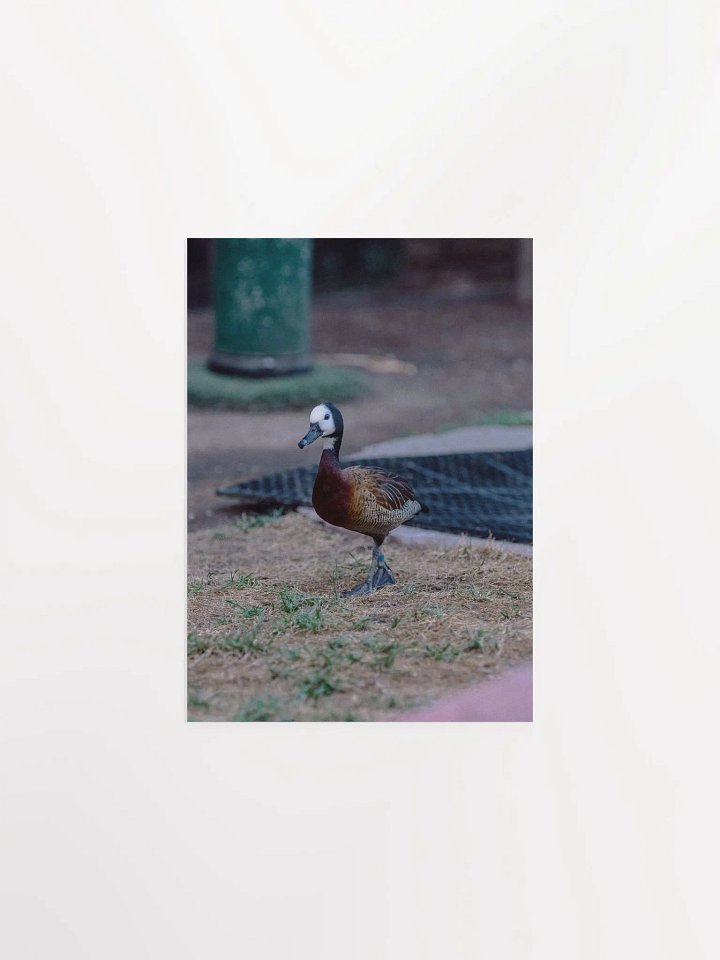 Bird #2 product image (3)
