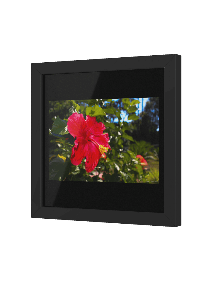 AMAPOLA product image (2)