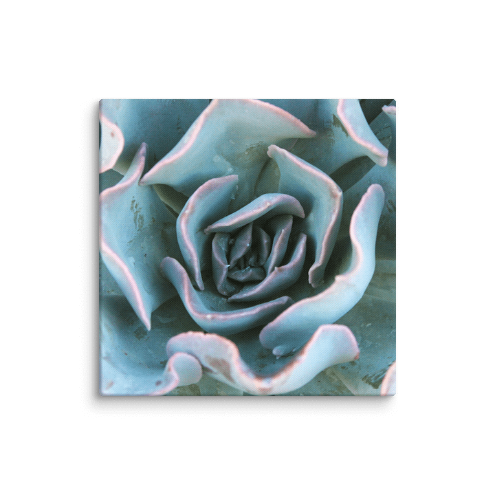 Cabbage Succulent Canvas product image (2)