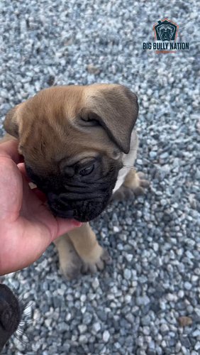 My PEARL✖️GCH. ZAK BABIES 🥰

🐾 
🐾
🐾
🐾
🐾
#mastiff #mastiffsofinstagram #mastiffgram #mastiffs #bullmastiff #bullmastiffs #bull...