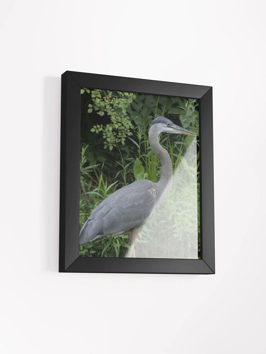 Great Blue Heron Poster product image (2)