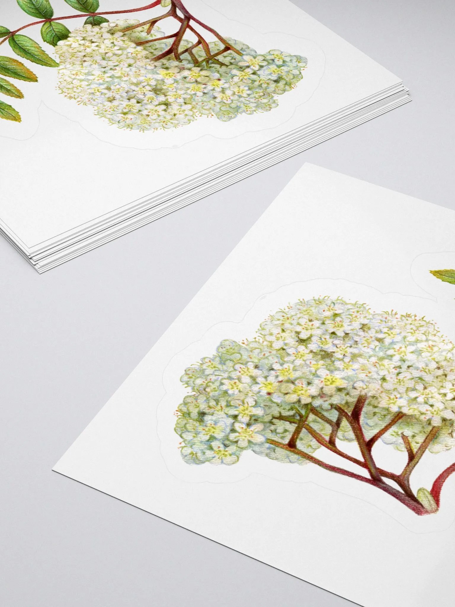 Tiny white flowers sticker product image (1)