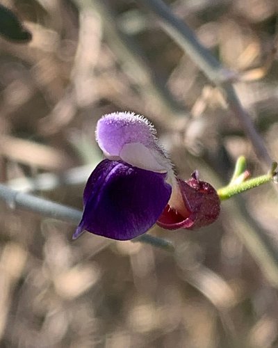 Scutellaria mexicana, Bladder Sage or Paper Bag Bush, is in the Lamiaceae or mint family. The first picture shows its beautif...