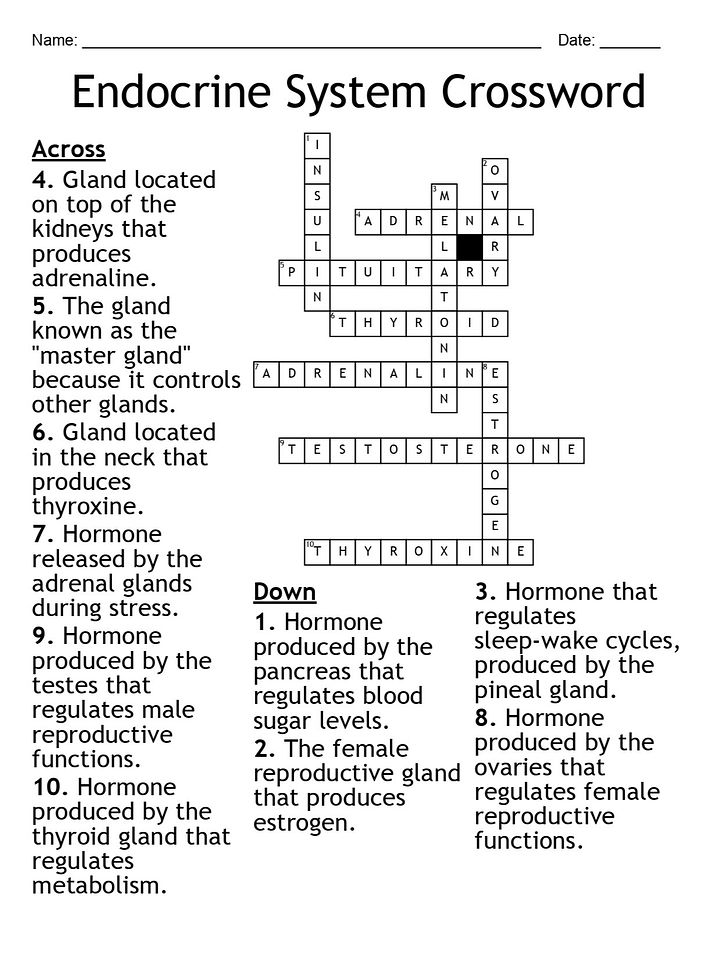 Endocrine System Crossword Puzzle – Fun Biology Activity product image (2)