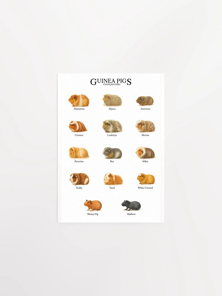 Watercolor Guinea Pig Educational Poster | 14 Adorable Cavies in Vibrant Art product image (3)