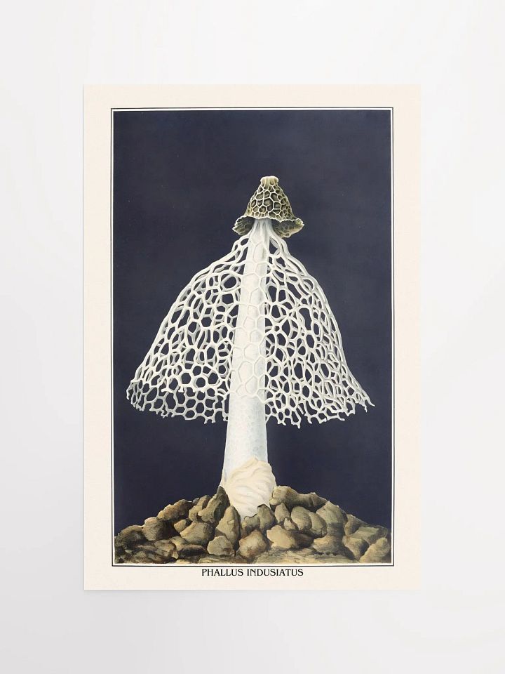 Phallus Indusiatus Poster product image (1)