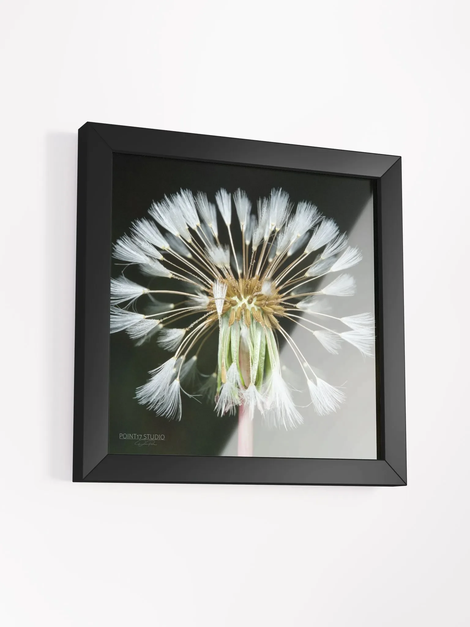 Dandelion #11 - Framed Print product image (3)