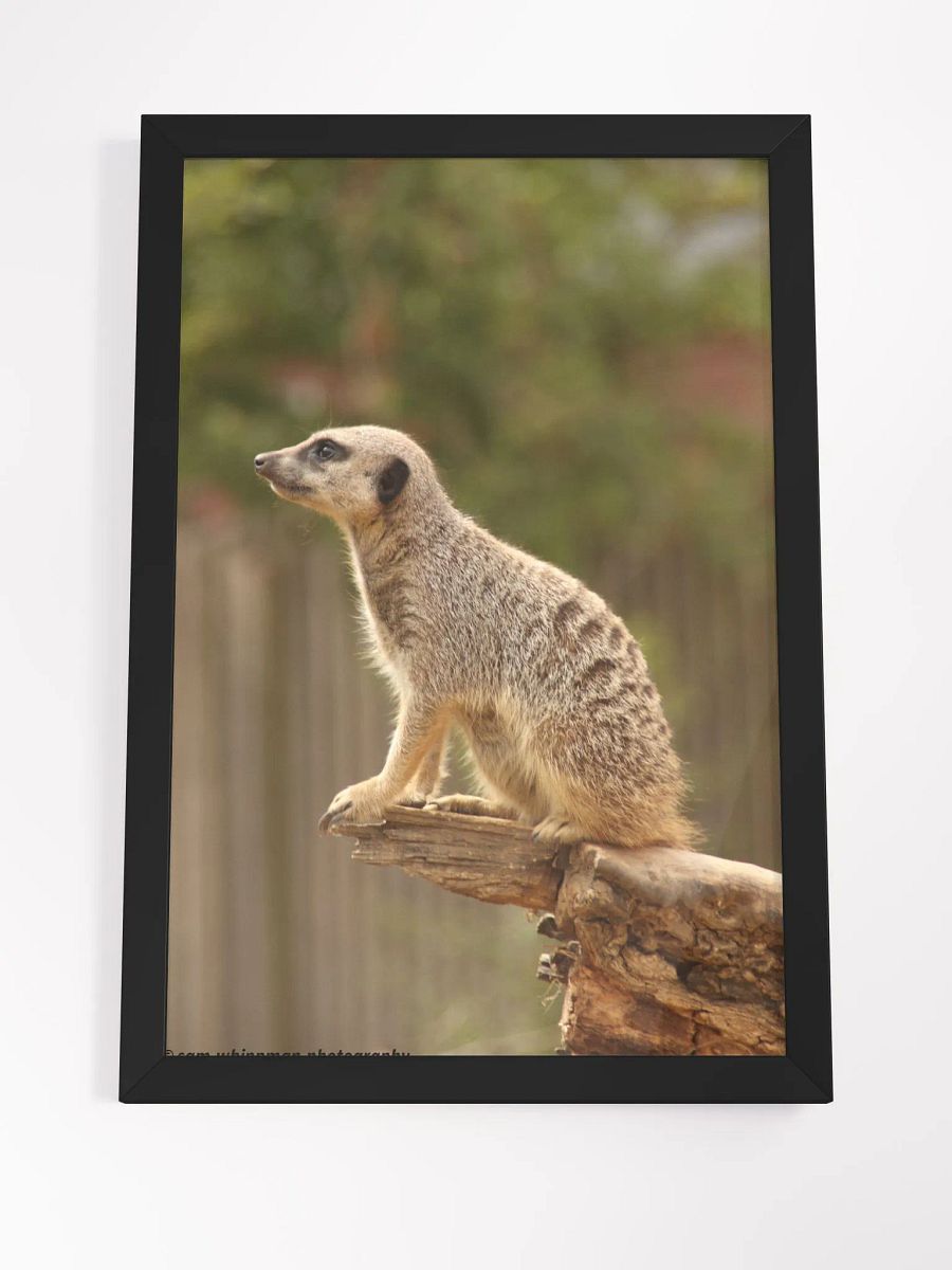 Meerkat Framed Matte Finish Prints product image (4)