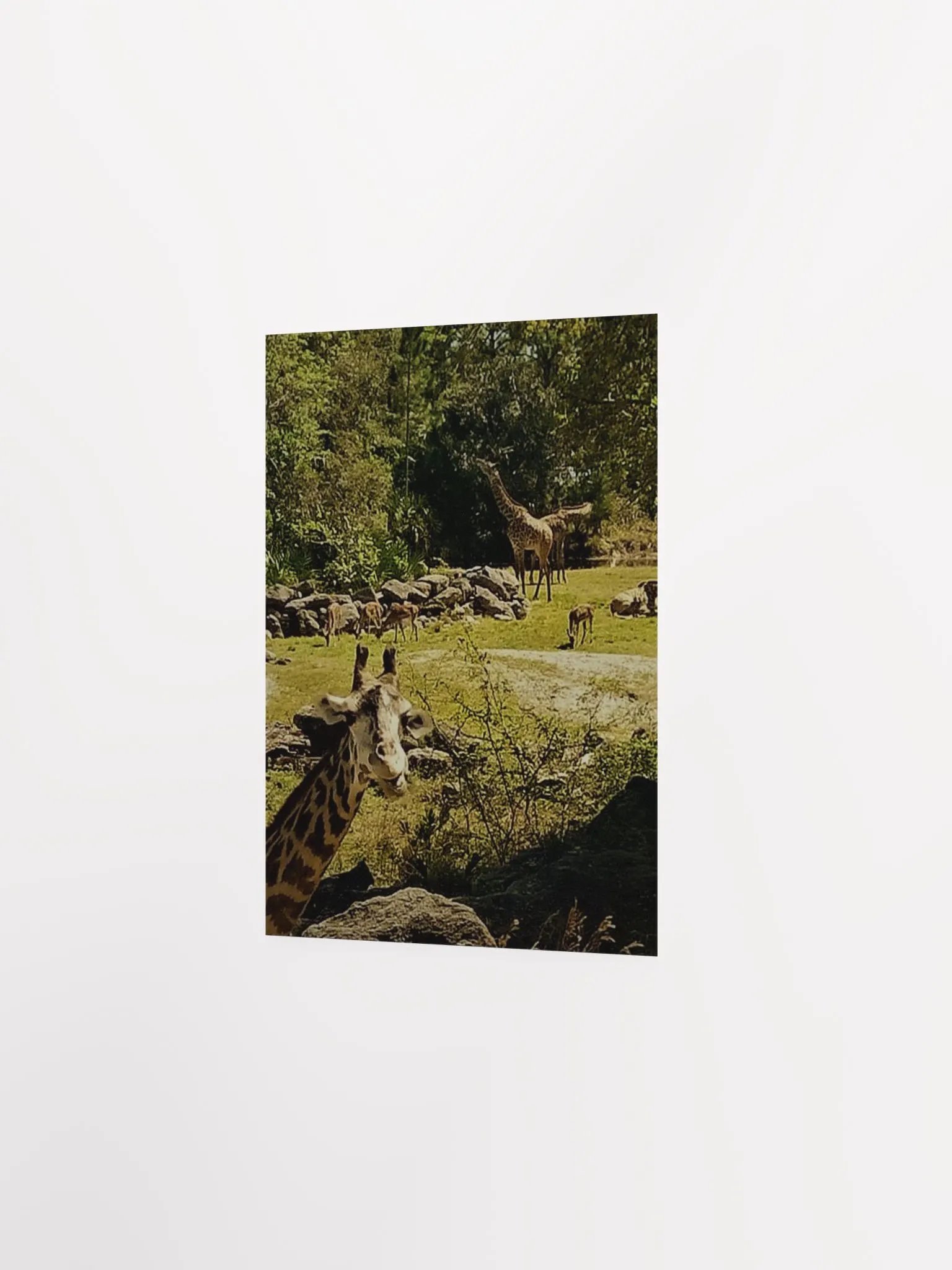 Giraffe Sanctuary product image (17)