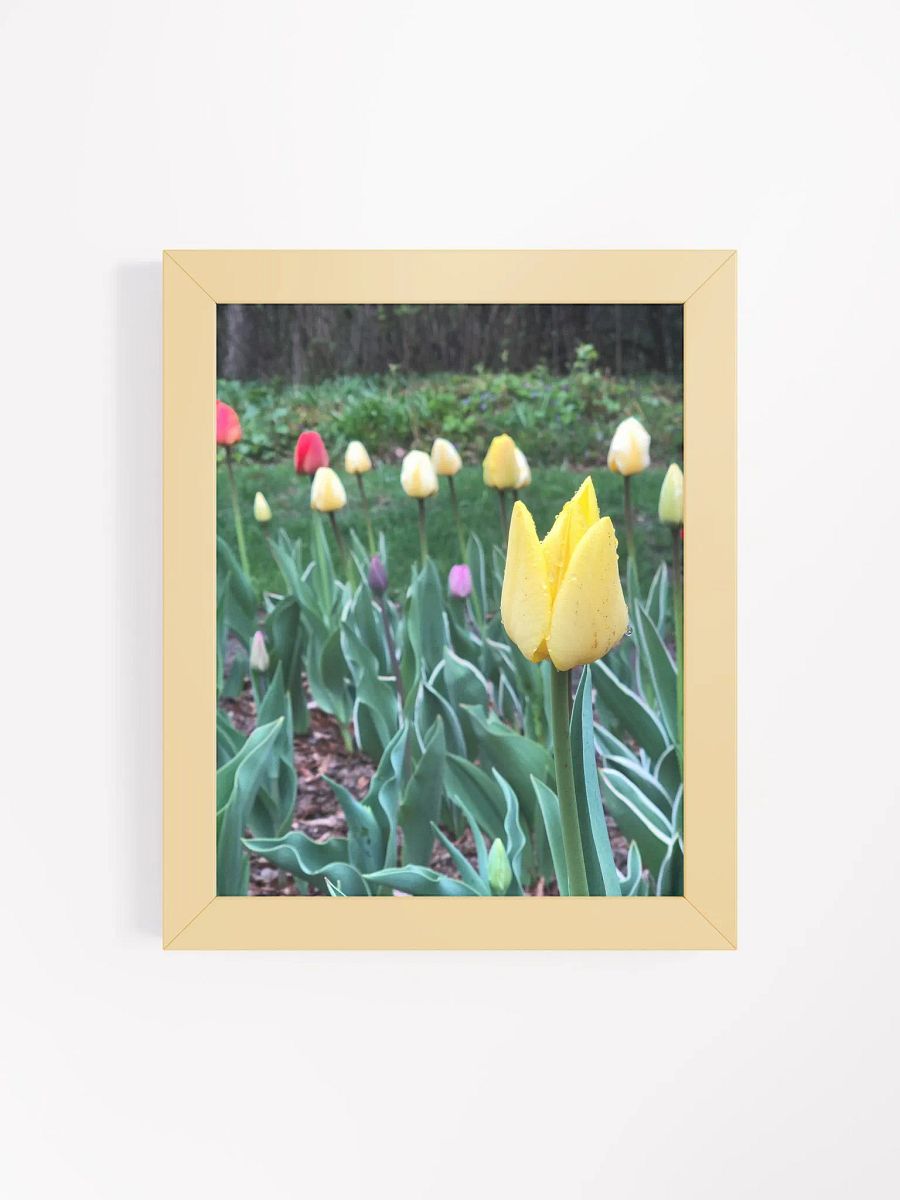 Tulips in the Rain High Quality Matte Poster product image (4)