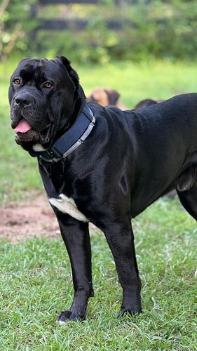 Hugs from Baby Boo Bear 🐻 

#hugs #and #kisses #baby #boo #bear #dogslife #dogsofinsta #canecorso #show #me #big #love