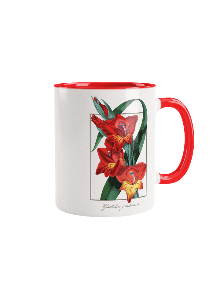 Gladiolus Gandiensis Flower - mug product image (1)