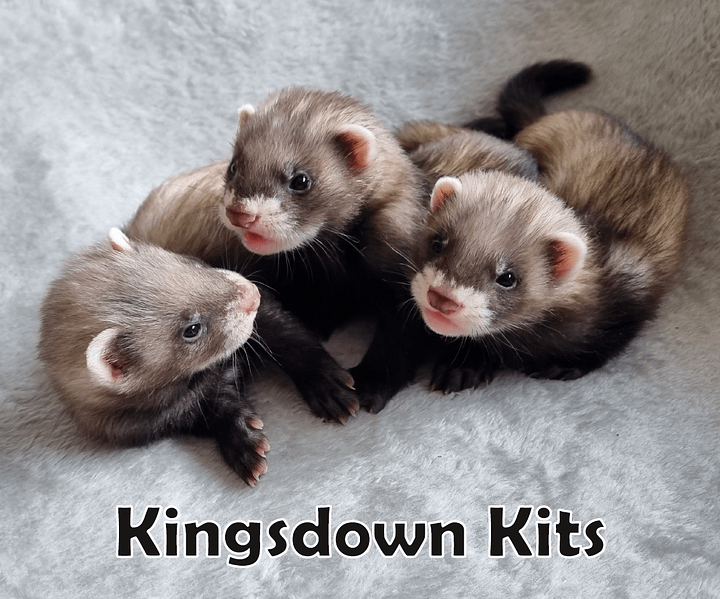 Kingsdown Kits PhotoBook - UK/EU Delivery product image (1)