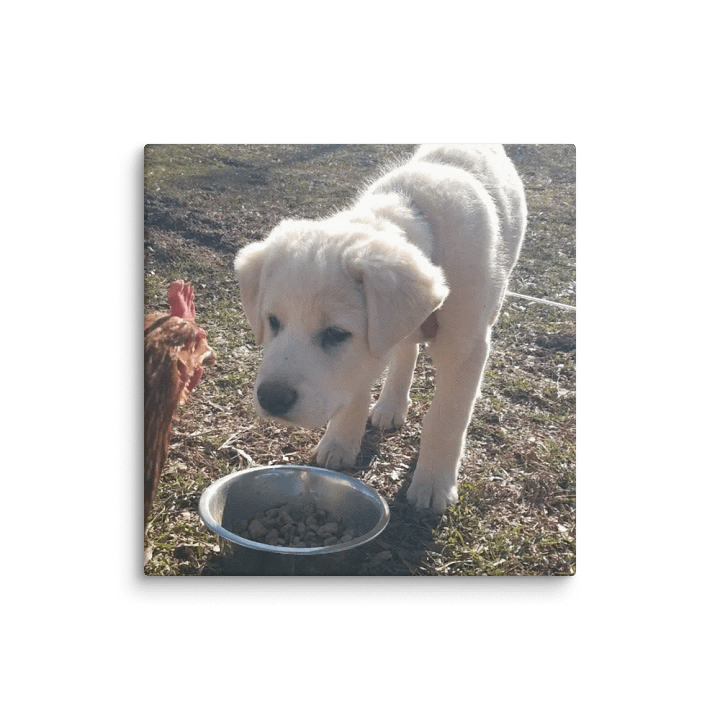 Puppy and Chicken Harmony Canvas product image (8)