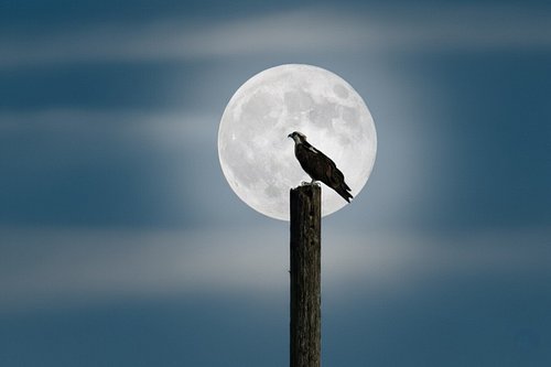 Some nights, nature writes poetry without words.

#HarvestMoon #FullMoon #FloridaPhotography #NatureLovers #WildFlorida #Moon...
